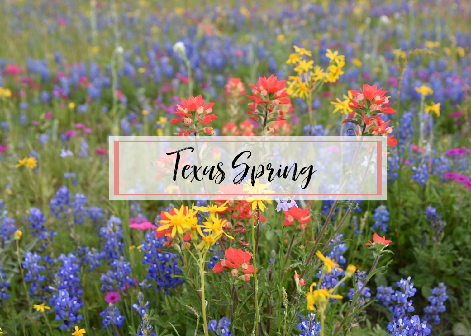 Texas Spring The Queen In Between