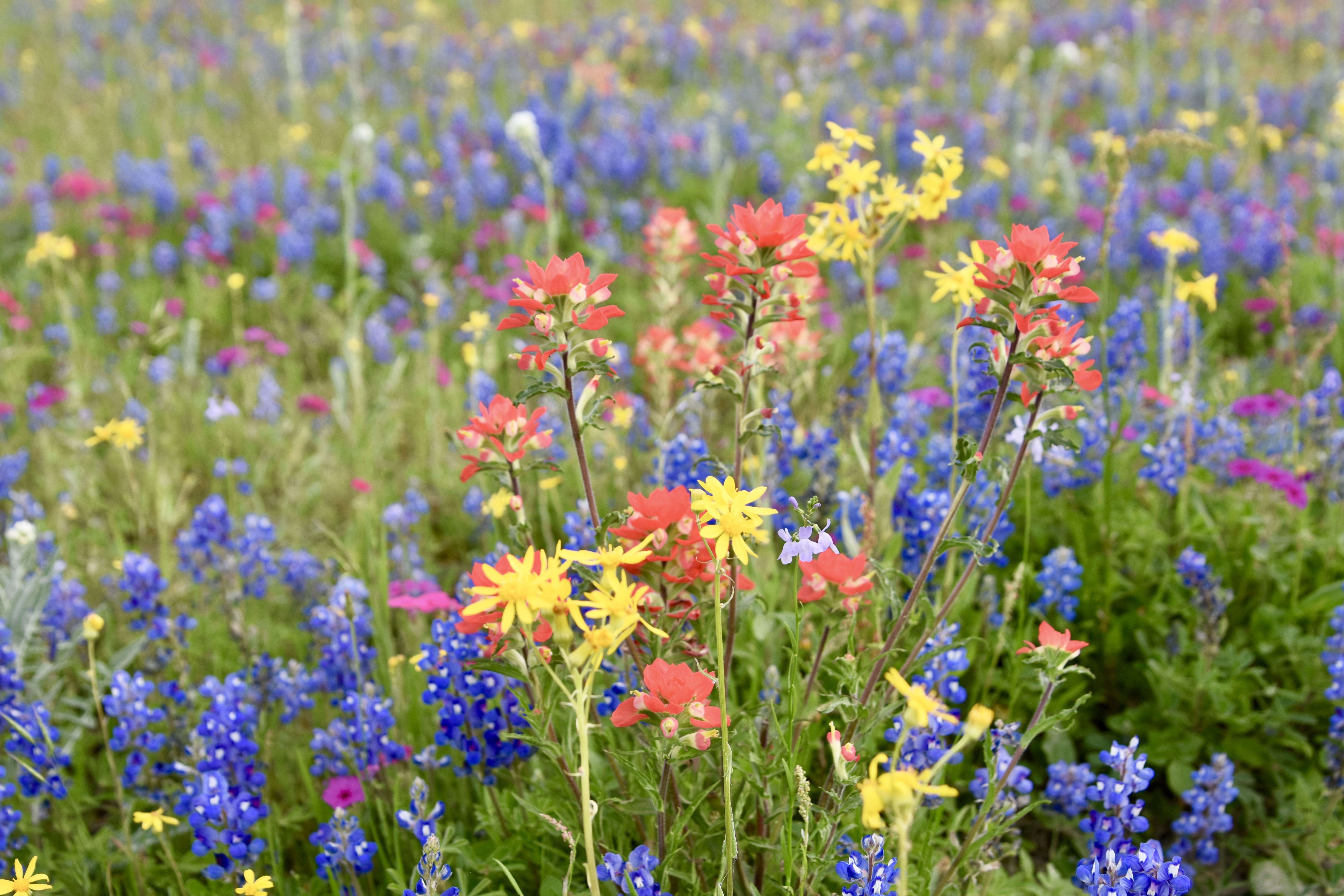 Texas Spring - The Queen In Between