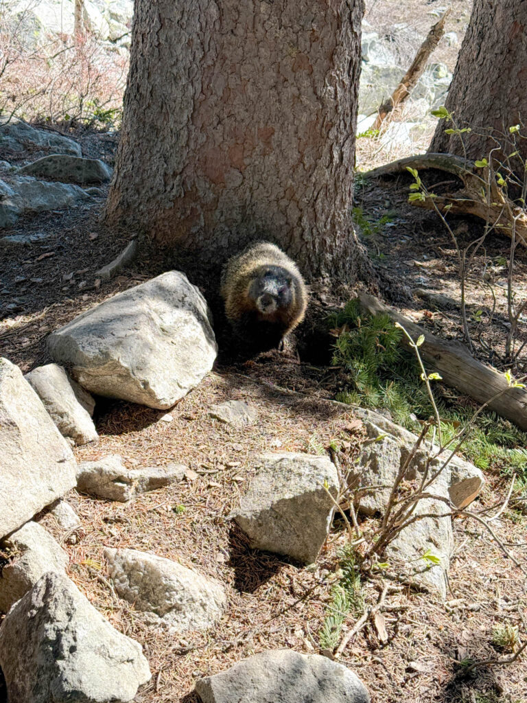 Jenny Lake #grandteton #wyoming