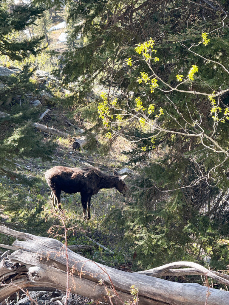 Jenny Lake #grandteton #wyoming